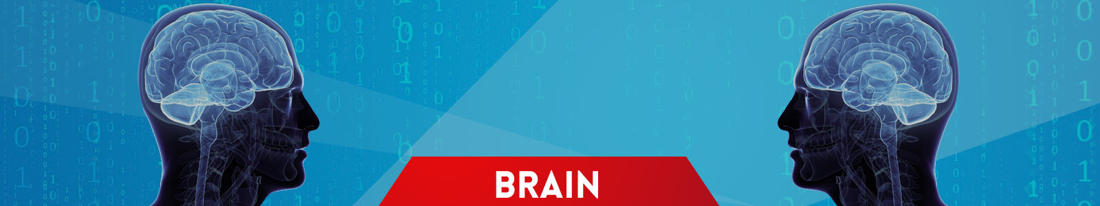 Brain