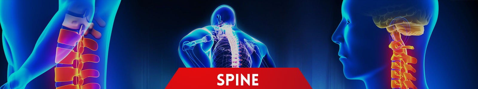 Spine