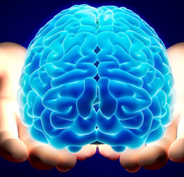 Brain